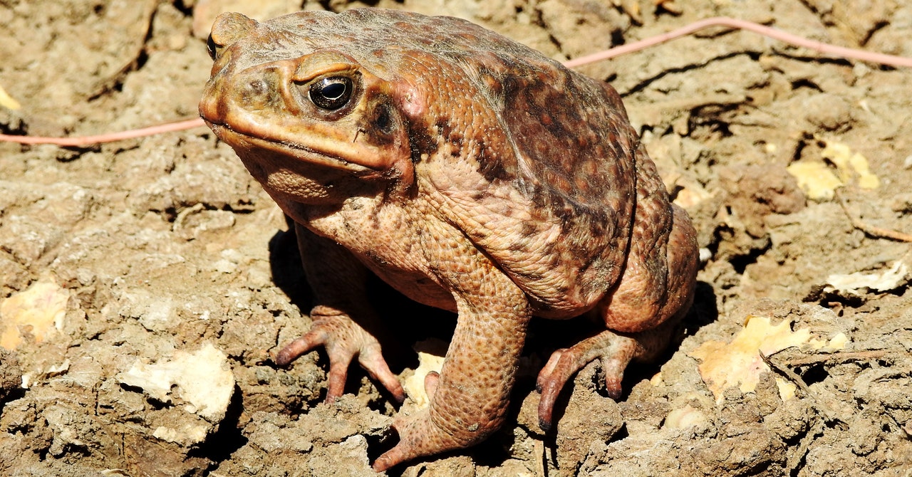 Science_canetoads_GettyImages-486840176